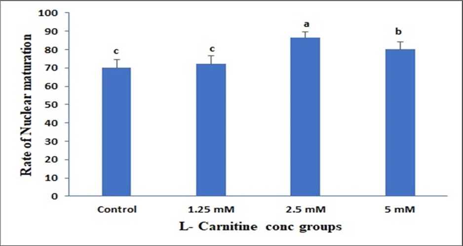 Effect of in vitro maturation media supplementation with l carnitine on the nuclear formation. Values with various superscript letters are significantly different (P<0.05).